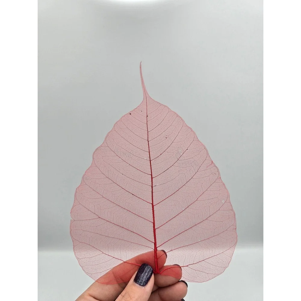 Skeleton Leaves Green Pink‎ Botanical Decor Crafting Floral Arrangements